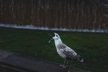 seagull eating pigeon