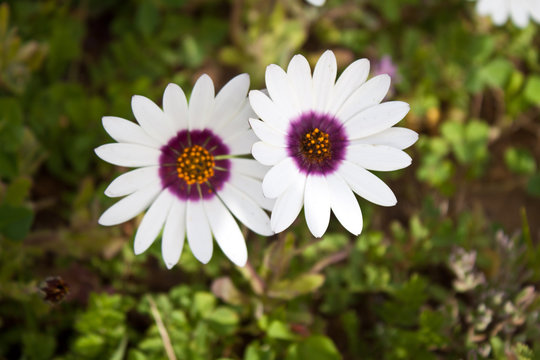 West Coast Langebaan Flower Namakwaland