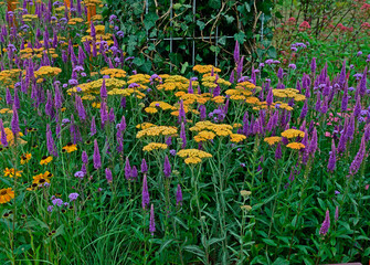 Close up an attractive and colourful flower border with Achillea terracotta and Veronica Purpleicious © Garden Guru