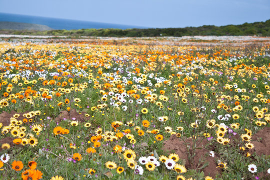 West Coast Langebaan Flower Namakwaland