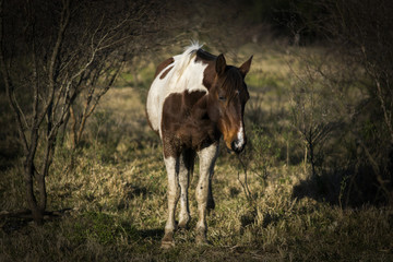 horse and foal