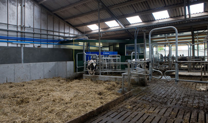 Cattle stable. Cows in modern stable Netherlands