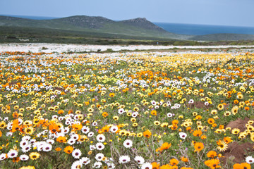 West Coast Langebaan Flower Namakwaland