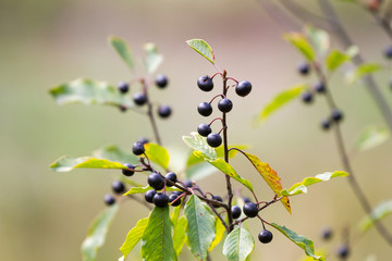  Alder buckthorn berries in natural environment.