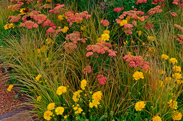 Close up an attractive and colourful flower border with Achillea millefolium Paprika and Carex brunnea jenneke © Garden Guru