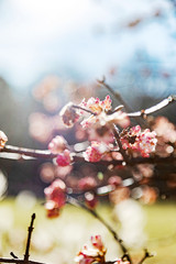 branch of cherry blossoms in spring