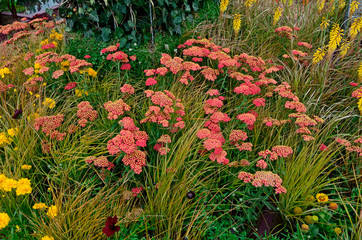 Close up an attractive and colourful flower border with Achillea millefolium Paprika and Carex brunnea jenneke © Garden Guru