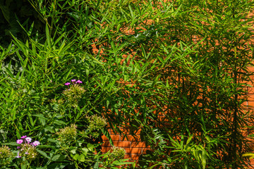 Evergreen openwork bamboo leaves on the background wall of a country house made of Italian brick. Bamboo leaves as decoration of facade of building. Selective focus. Nature concept for design.