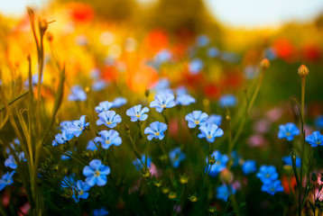 beautiful natural background with small blue flax flowers grow in a Sunny summer meadow