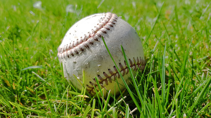 White old baseball ball on fresh green grass with copy space closeup. American sports baseball game.