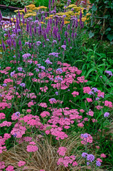 Close up an attractive and colourful flower border with Achillea millefolium Pink Grapefruit and Veronica Purpleicious © Garden Guru