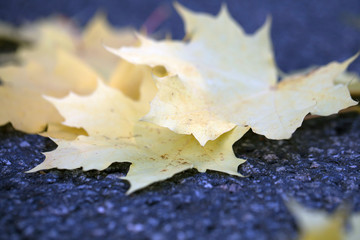 autumn leaves