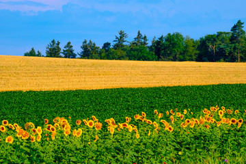 Rural striped summer agricultural landscape with sunflowers, wheat,