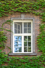 A vertical window in a brick wall surrounded by grape leaves