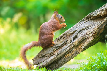 Closeup of a Eurasian red squirrel, Sciurus vulgaris, eating nuts in a forest.