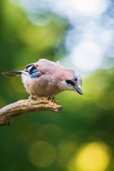 Eurasian jay bird (Garrulus glandarius) perched on a branch, Summer colors