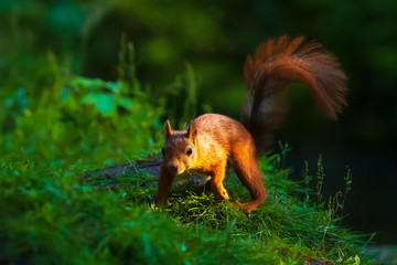 Closeup of a Eurasian red squirrel, Sciurus vulgaris, eating nuts in a forest.