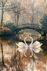 Heart shape of swans love mate for life in scenic view of misty pond autumn romantic landscape with beautiful old bridge in the garden with sun rays and fog.
