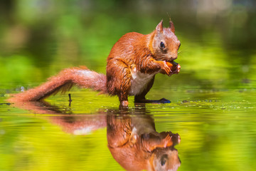 Eurasian red squirrel, Sciurus vulgaris, reflection forest wildlife in water