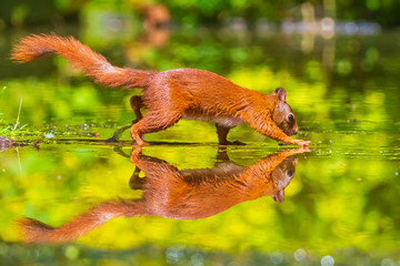 Eurasian red squirrel, Sciurus vulgaris, reflection forest wildlife in water