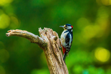 Closeup of a great spotted woodpecker (Dendrocopos major) perched in a forest