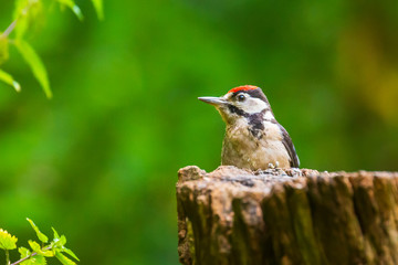Closeup of a great spotted woodpecker (Dendrocopos major) perched in a forest