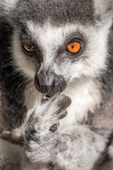 Lemur 