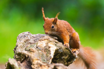 Closeup of a red squirrel, Sciurus vulgaris, seaching food and eating nuts in a forest.