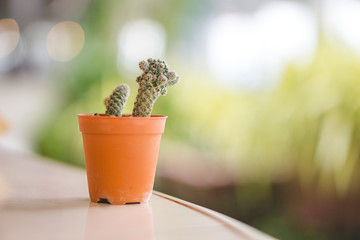 Mini Cactus plant on the pot at cactus farm or Little Nipple Cactus with blurred background. ,Eriocactus leninghausii