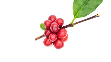 Fresh Arabica coffee beans and leaves on a white background.