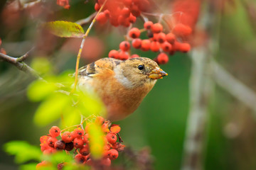 Brambling bird, Fringilla montifringilla, in winter plumage feeding berries