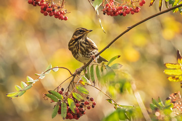 Redwing Turdus iliacus bird, eating berries in a forest