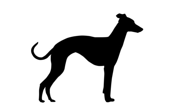 Windhund Silhouette