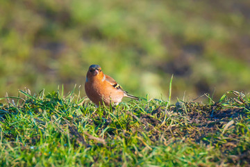 Male chaffinch bird, Fringilla coelebs, foraging in a green grass meadow