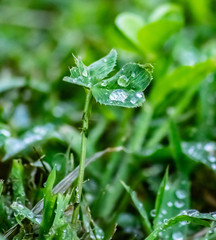 Drops on a Clover