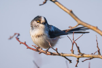 Closeup of a long-tailed tit or long-tailed bushtit, Aegithalos caudatus, bird foraging in a forest