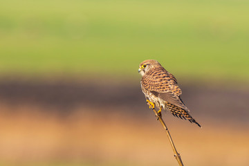 Kestrel falco tinnunculus bird of prey closeup perched
