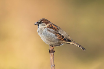 Closeup of a male House Sparrow bird (passer domesticus) foraging in a hedge