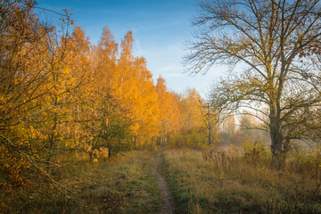 Weg am Wald im Herbst - Sonnenaufgang mit Nebel