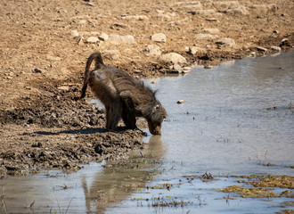 Baboon Drinking