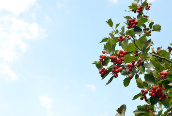 Blue sky background with Hawthorn tree branch with ripe haw berries