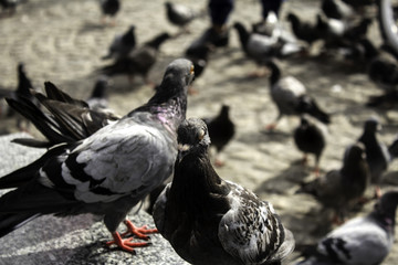 Pigeons in street