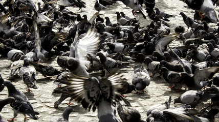 Pigeons in street