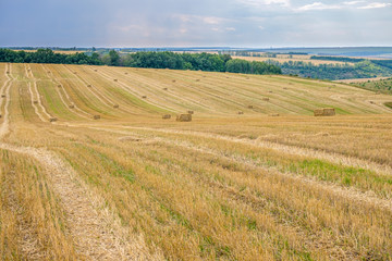 Rectangular straw briquettes after harvesting wheat on the field. Lines on the field extending into the distance.