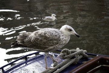 Seagulls in Amsterdam