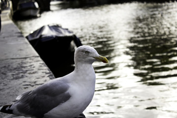 Seagulls in Amsterdam
