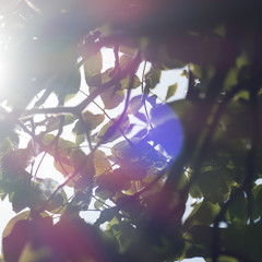 Green leaves of a tree with a blue lensflare.