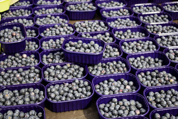 Blueberries in market