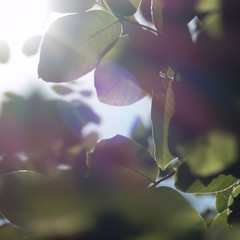 Green leaves with atomspheric lights for natural backgrounds.