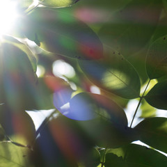 Atmospheric beams of light in the color ranges of red, orange, yellow, green, blue, indigo and violet. Dreaming design element for relaxing backgrounds or nature themes.